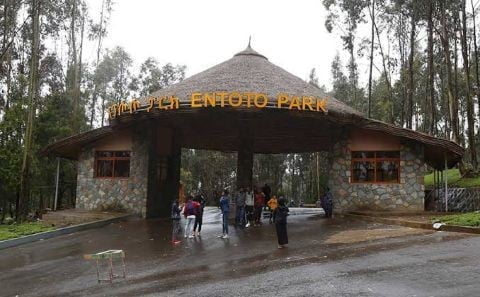 The main entrance of Entoto Park
